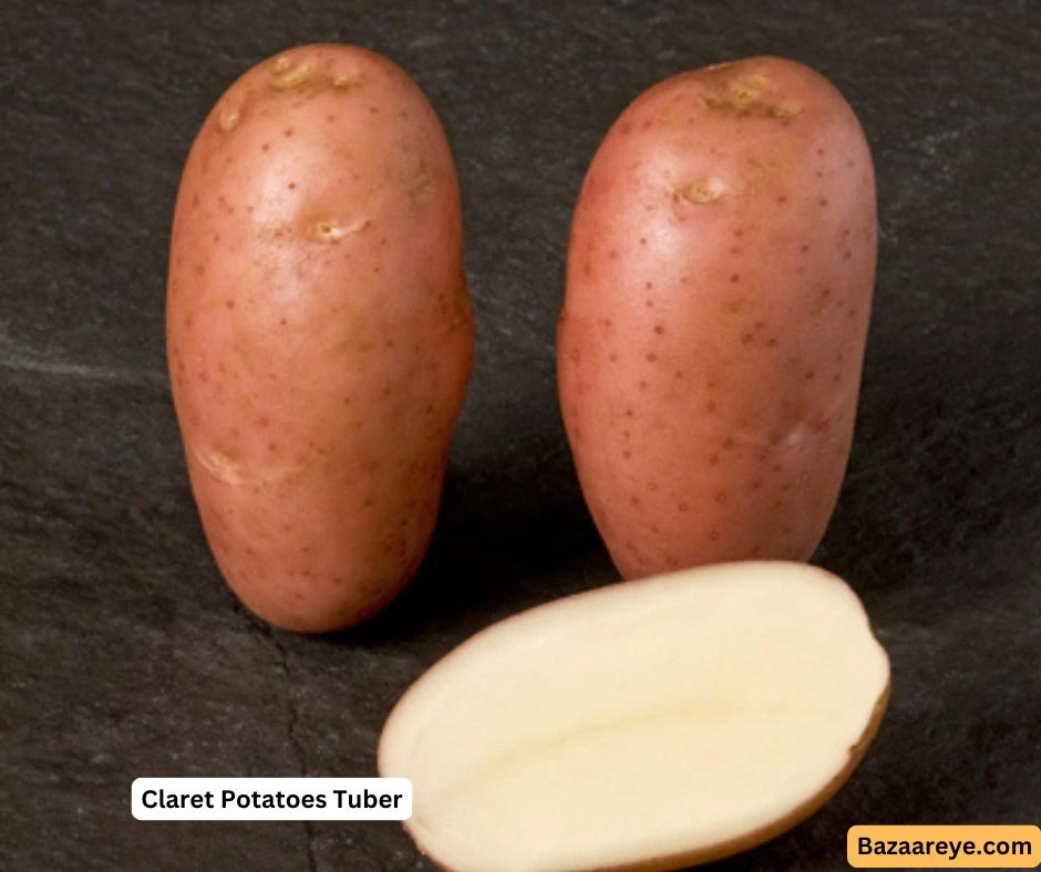 Claret Potatoes Tuber