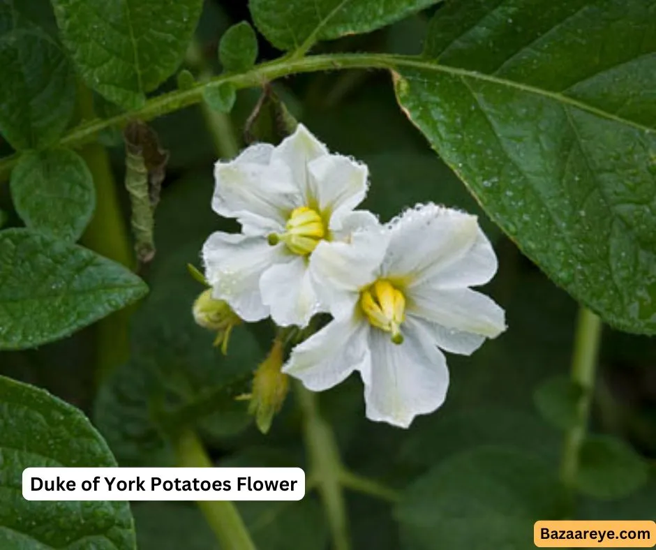 Duke of york potatoes flower