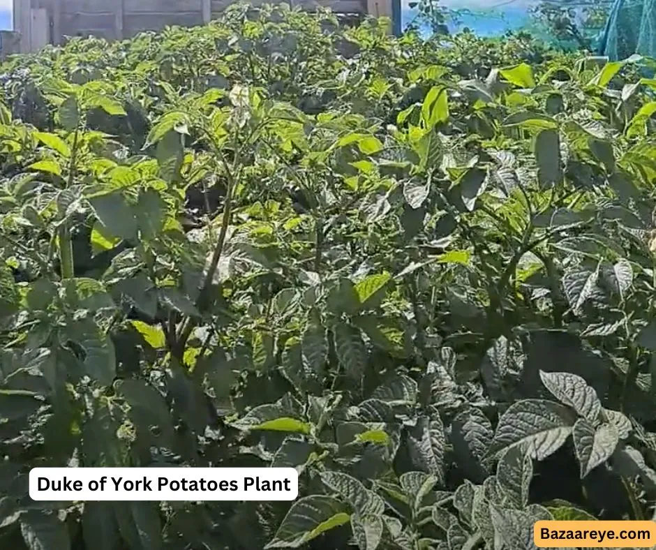 Duke of York Potatoes Plant