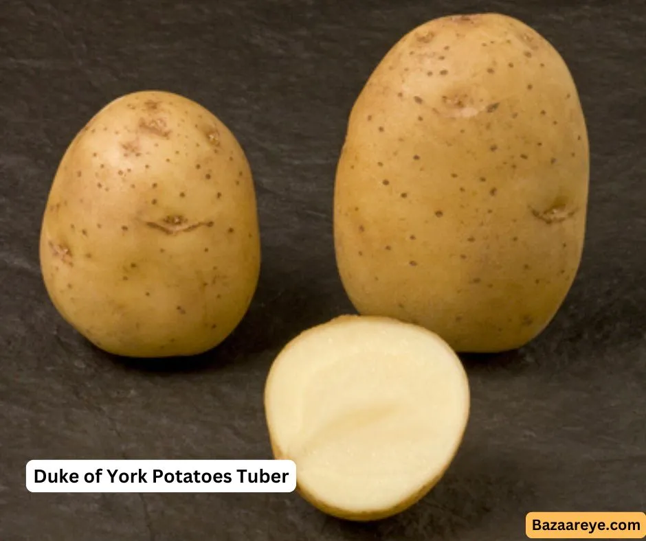 Duke of York Potatoes Tuber