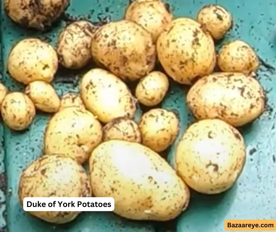 Duke of York Potatoes In a Tray