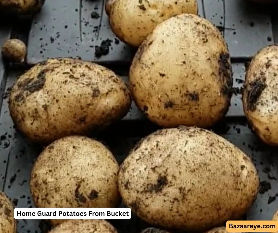 Home guard potatoes freshly harvested from a bucket