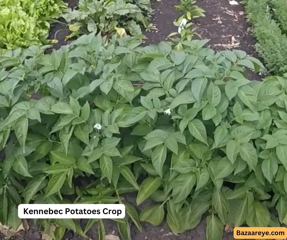 Kennebec potatoes crop and flower