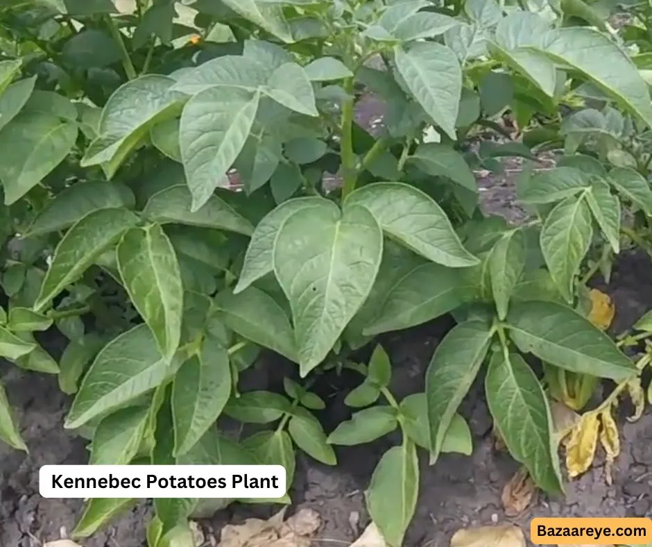 Kennebec Potatoes Plant