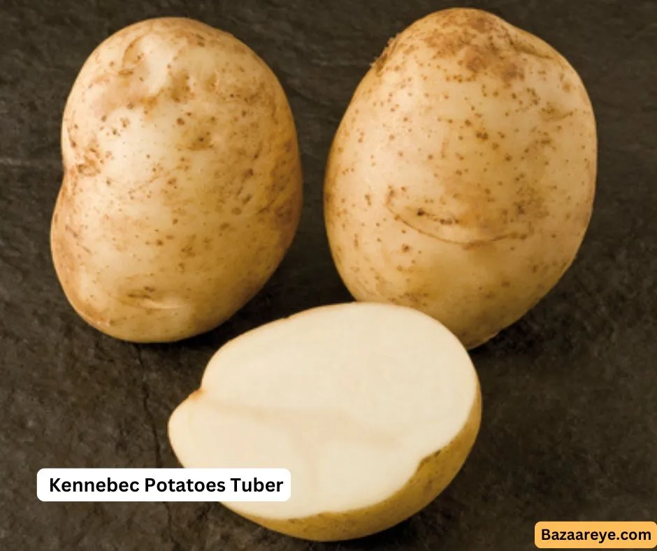 Kennebec Potatoes Tuber