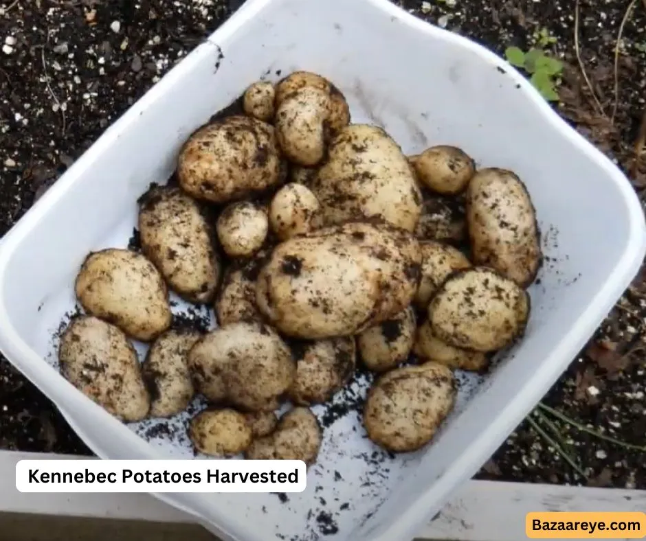 Kennebec Potatoes In a Tray