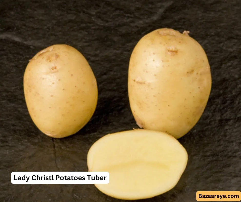 Lady Christl Potatoes Tuber