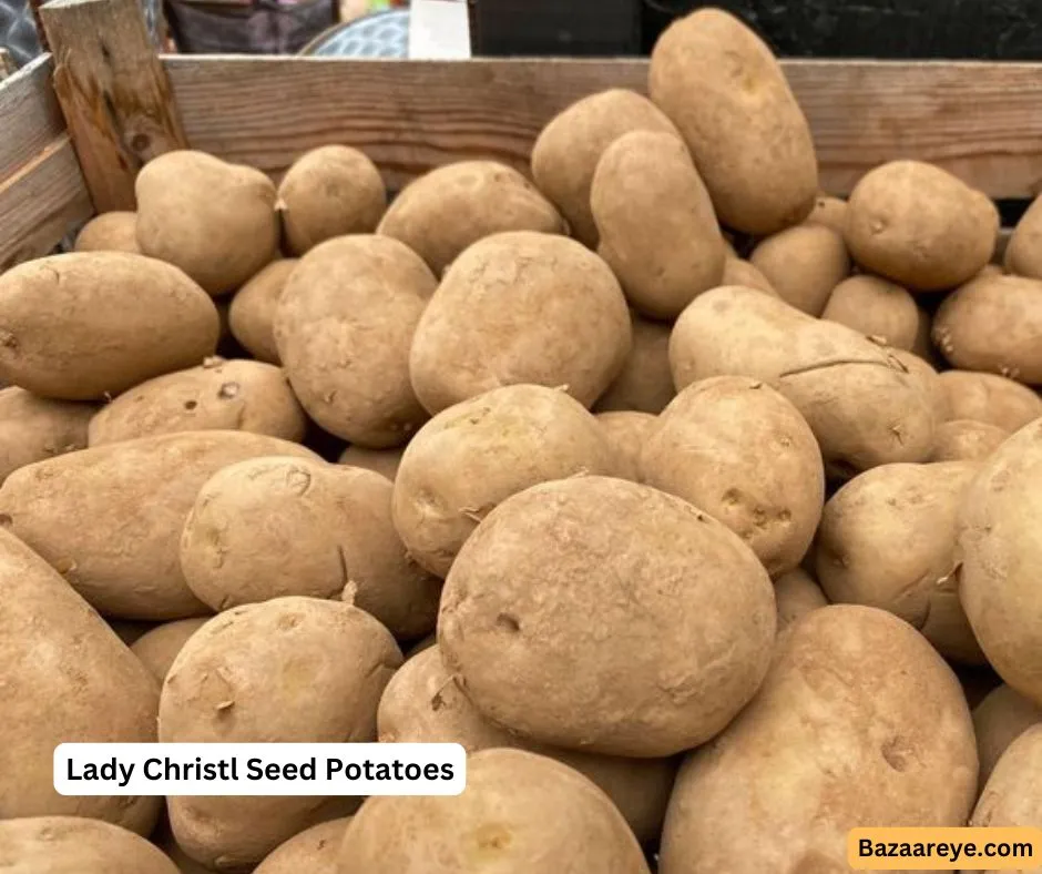 Lady Christl Seed Potatoes