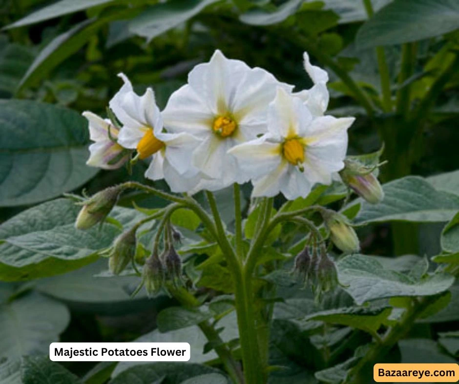 Majestic Potatoes Flower