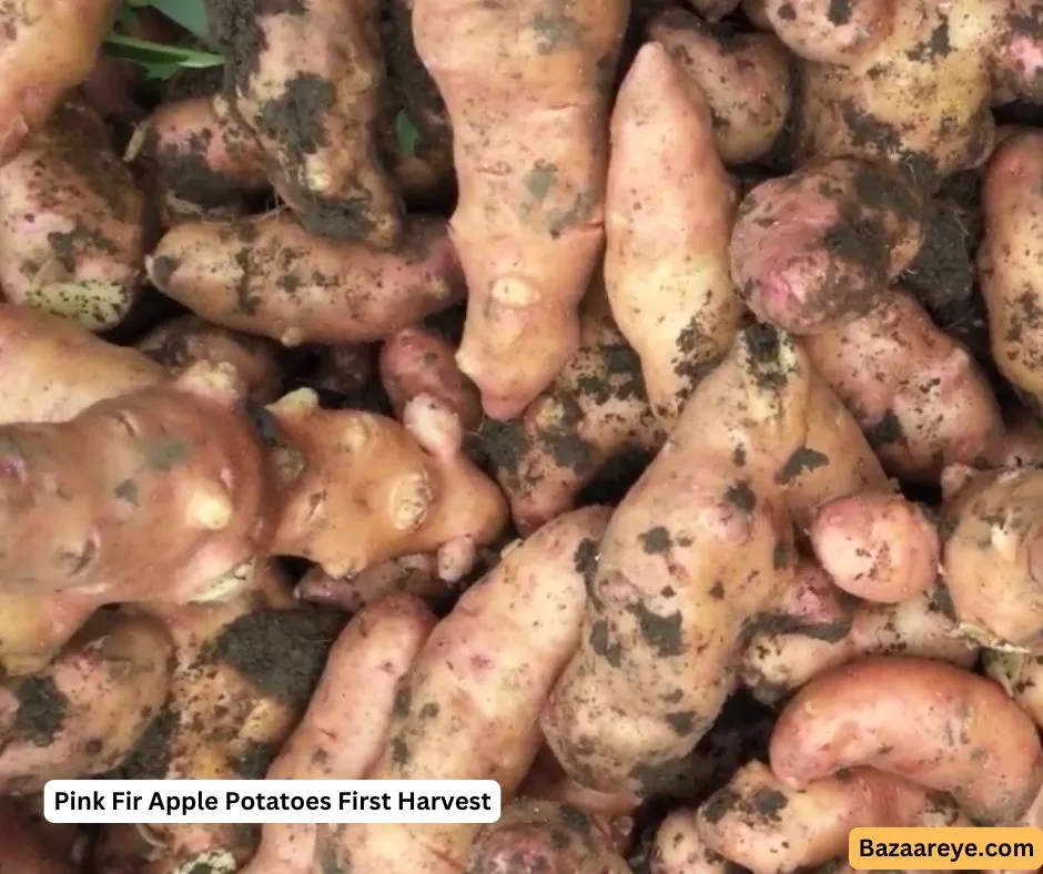 Pink Fir Apple Potatoes First Harvest