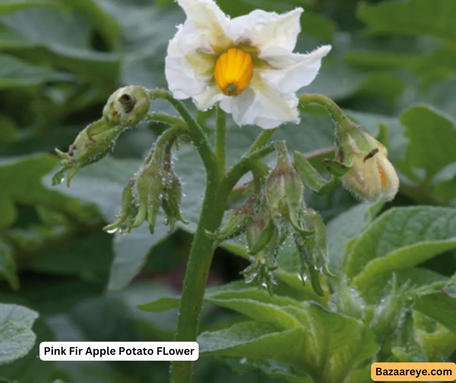 Pink Fir Apple Flower