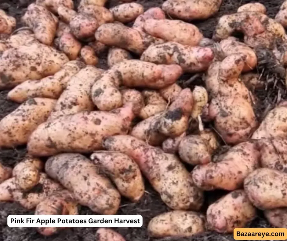 Pink Fir Apple Potatoes Garden Harvest