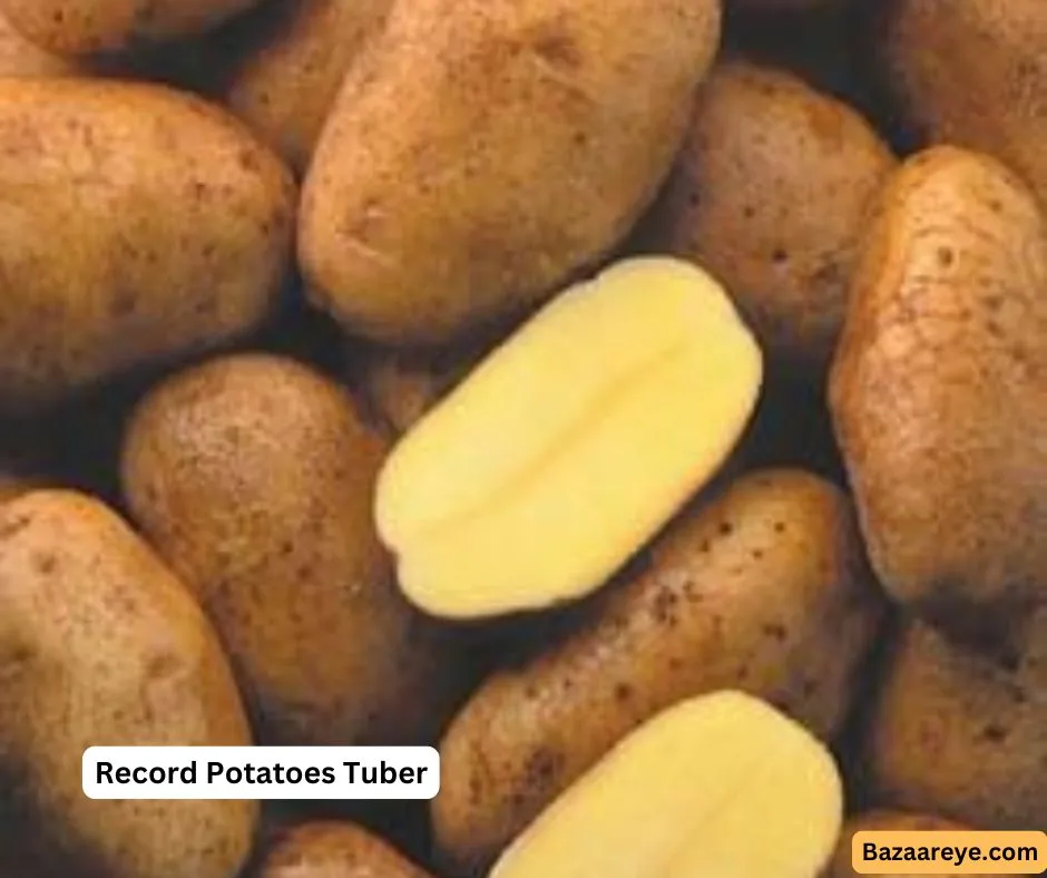 Record Potatoes Tuber size