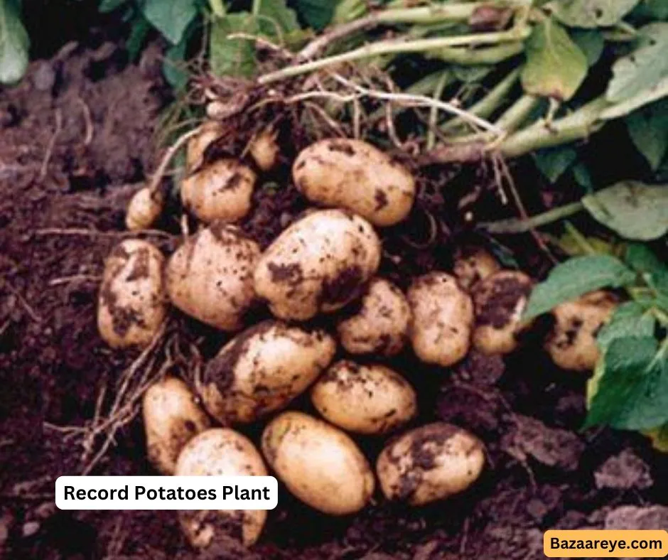 Record potatoes plant in a farm