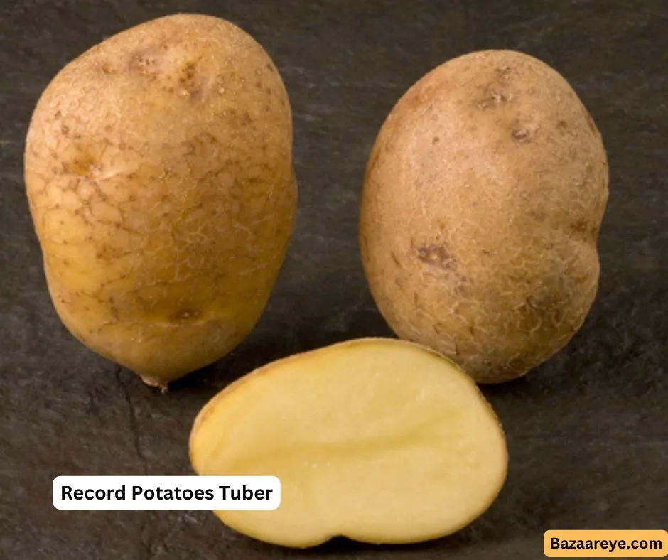 Record Potatoes Tuber