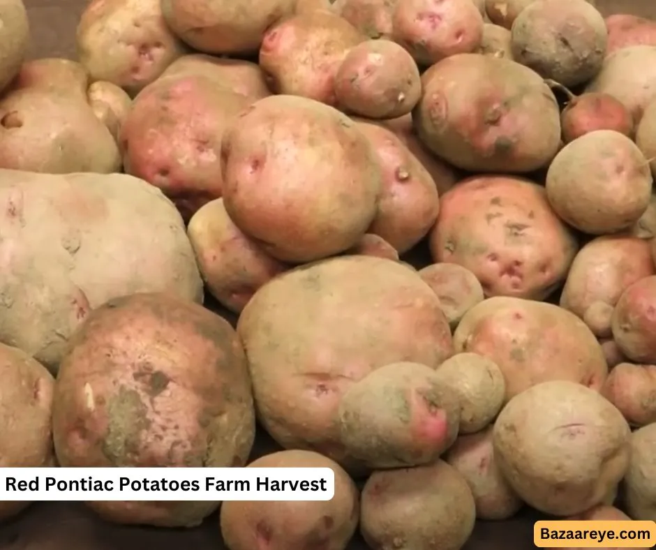 Red Pontiac Potatoes From a farm