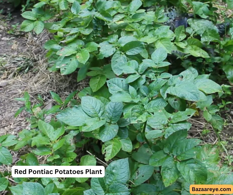 Red Pontiac Potatoes Crop