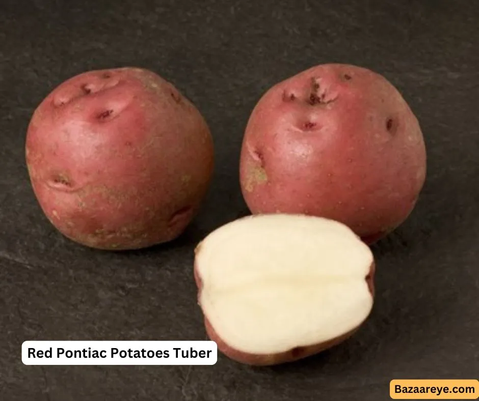 Red Pontiac Potatoes Tuber