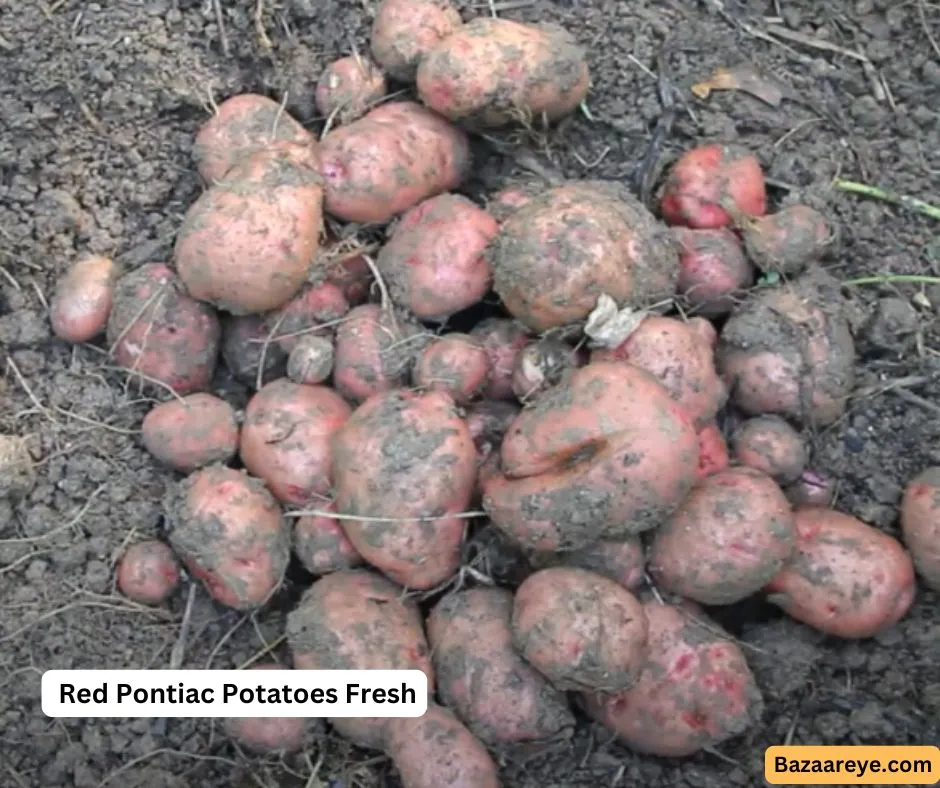 Red Pontiac Potatoes in a farm