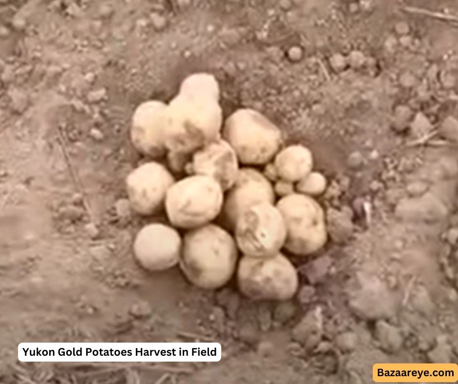 Yukon Gold Potatoes Harvested in a field somewhere in UK