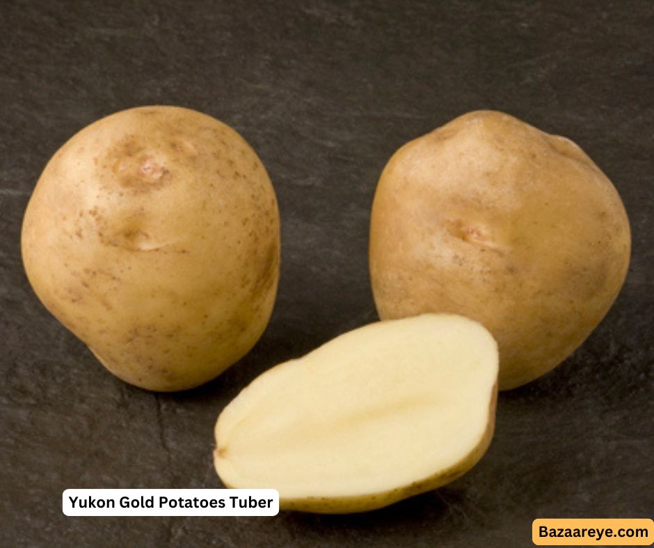 Yukon Gold Potatoes Tuber