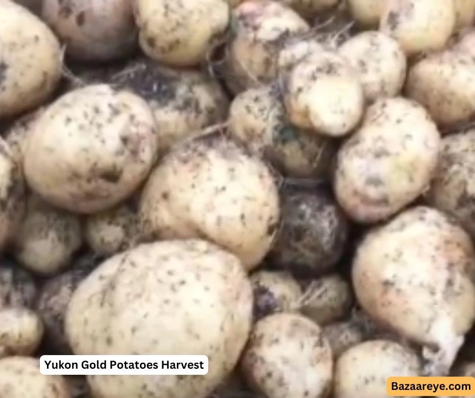 Yukon Gold Potatoes somewhere in Texas