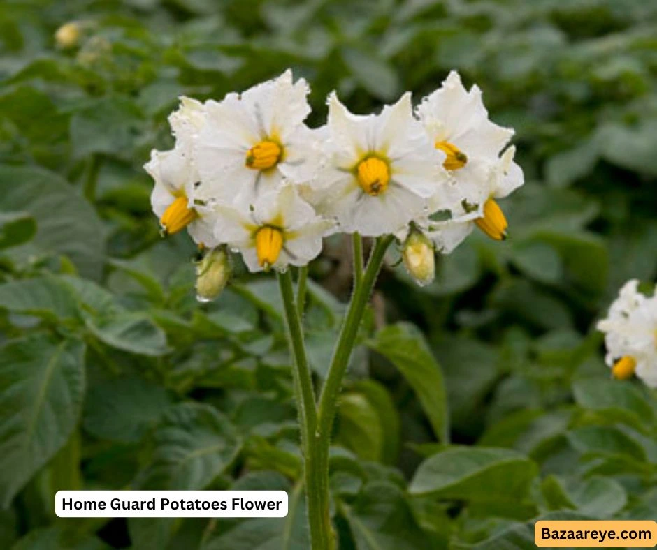 Home guard potatoes flower