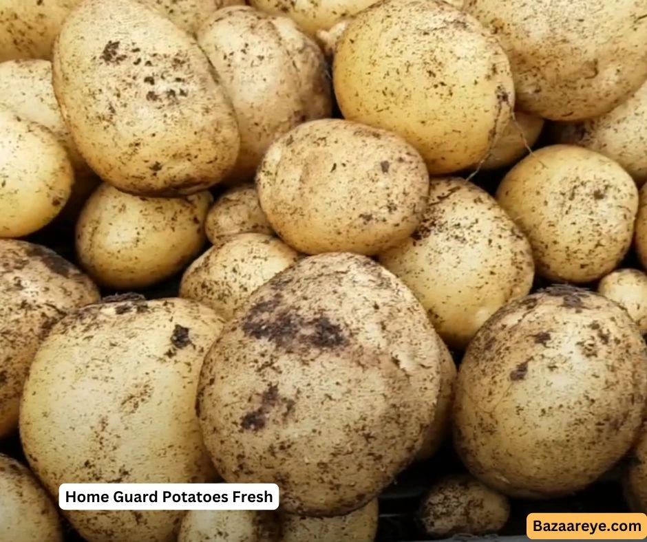 Home guard potatoes fresh harvested from garden