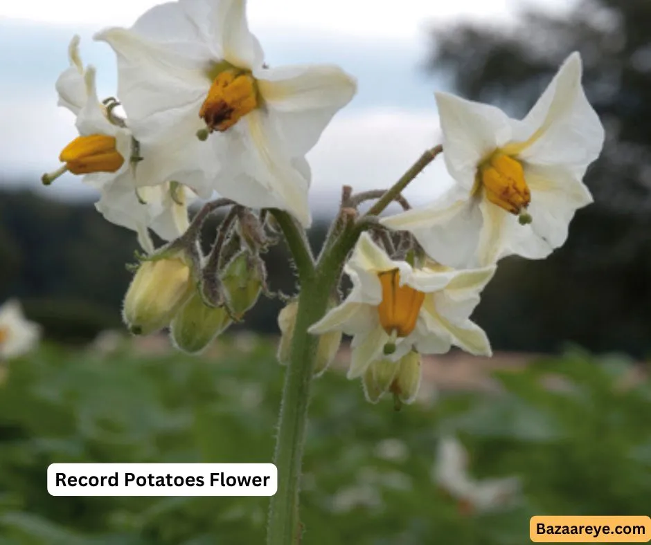 Record Potatoes Flower