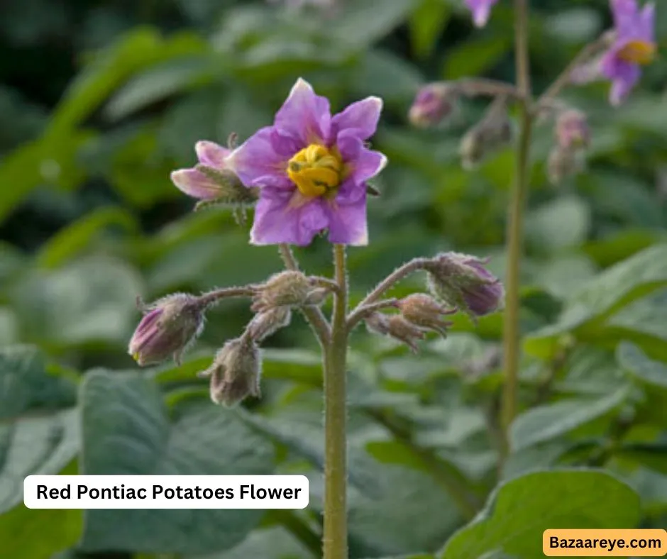 Red Pontiac Potatoes Flower